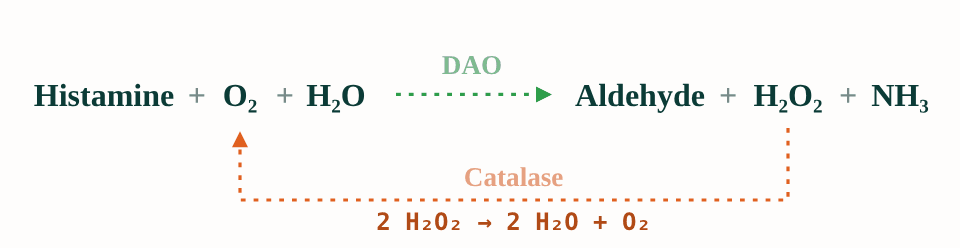 DAO and catalase reaction cycle