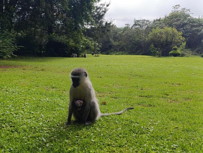 Такая близкая Африка. (ЮАР. 22 дня и 4200 км. Ноябрь-Декабрь) Такая близкая Африка. (ЮАР. 22 дня и 4200 км. Ноябрь-Декабрь)