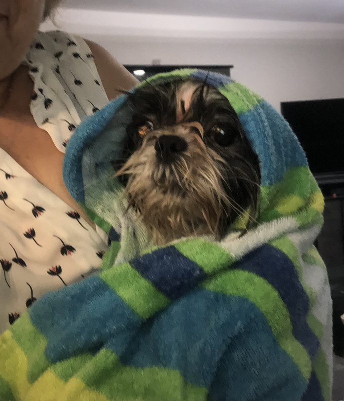 [Image: D5259-AD4-AB67-4-E55-8-E5-C-2-BD219-CFAF53.jpg]