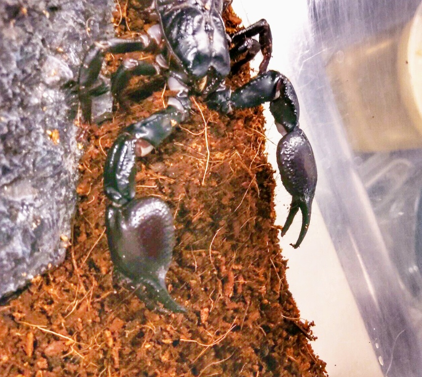 Help me ID this guy: AFS or Emperor scorpion | Arachnoboards