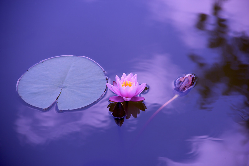 purplelotusflower.jpg