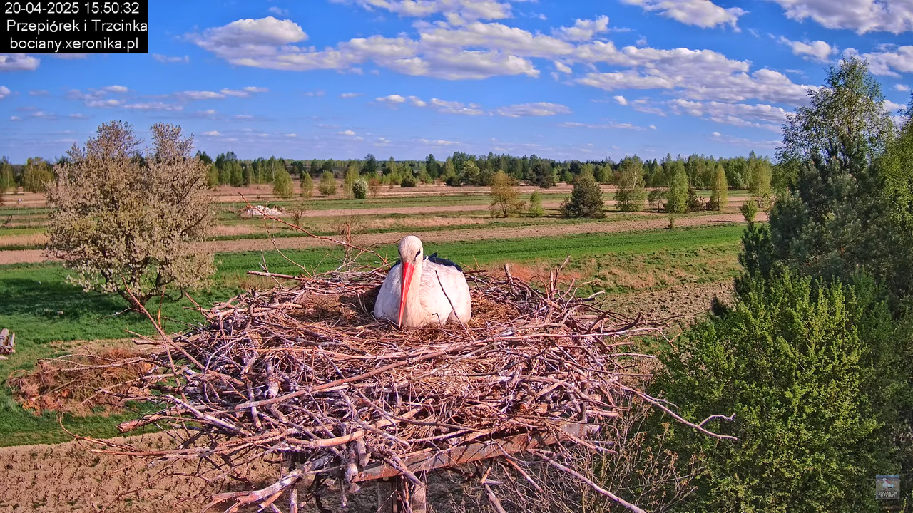 20042025bociany34