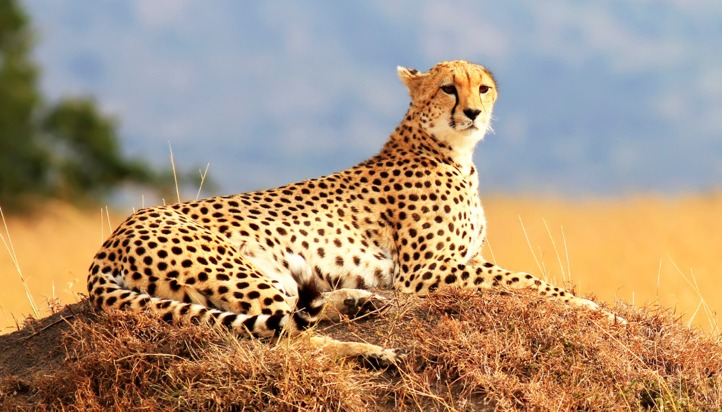 Kenya safari plains and wildlife
