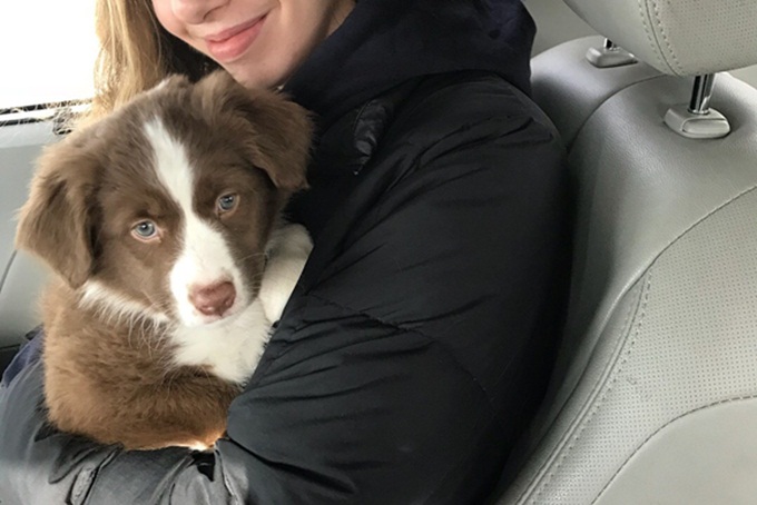 buy australian shepherd puppies 