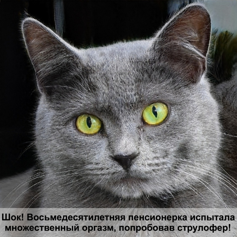 кот щурится