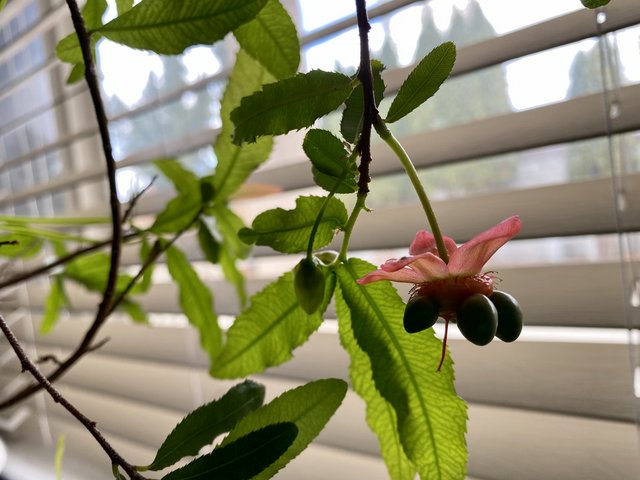 [Image: 497-B57-F8-D411-4-B98-B8-F0-5941-F4877868.jpg]