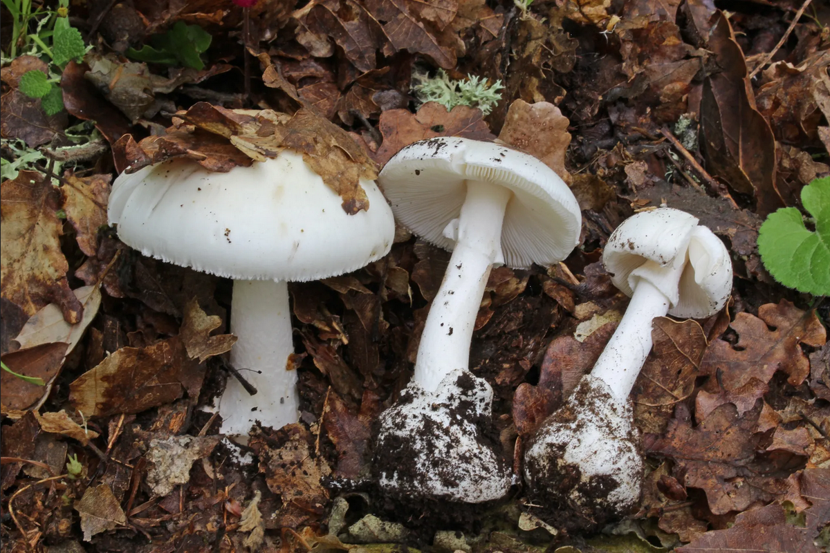 Con este tipo de hongos una mujer envenenó a sus suegros en Australia