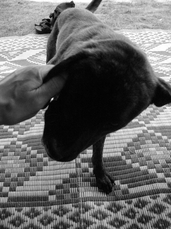 ADP System - Zelezniza 2009 (38)