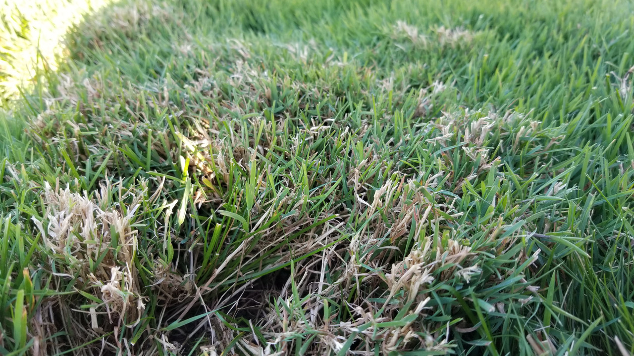 Grass not coming back after summer dormancy. Photos posted, ID please