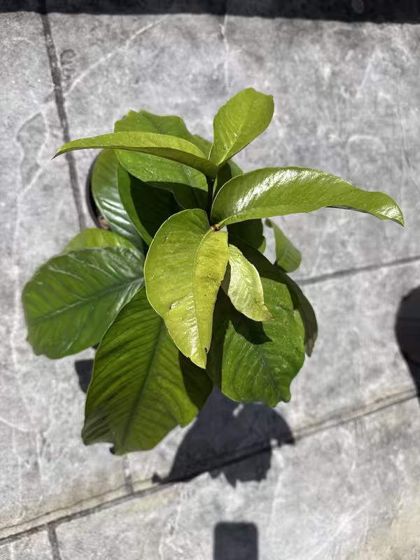 tempImageDT3L81