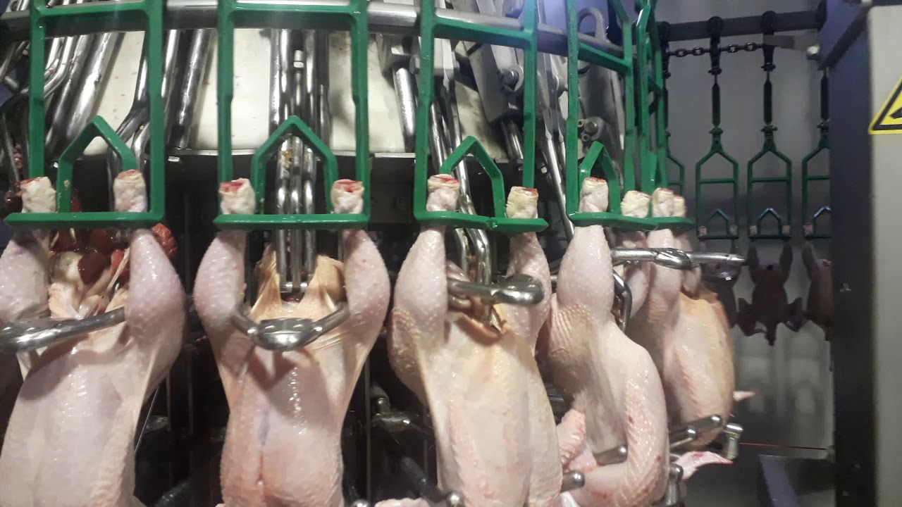 STORK для птицефабрик
