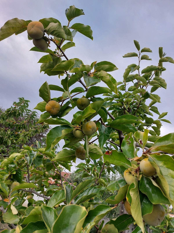 0-02-05-e5a295e93ecbf51455dc4182466e0eca93a1b61e37c89fe6b209ec2ec8c90b19_6cdab64aacbbbc09