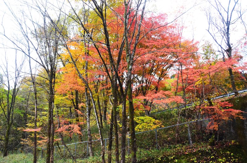 Abismo Kanmangafuchi-13-11-2024 - Japón y sus Pueblos-2024 (43)