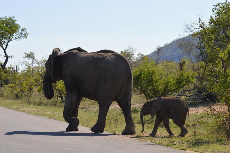 DÍA 8:  KRUGER (Berg-en-Dal) - Sudáfrica y Seychelles 2018 -  Una Honeymoon llena de vida (22)