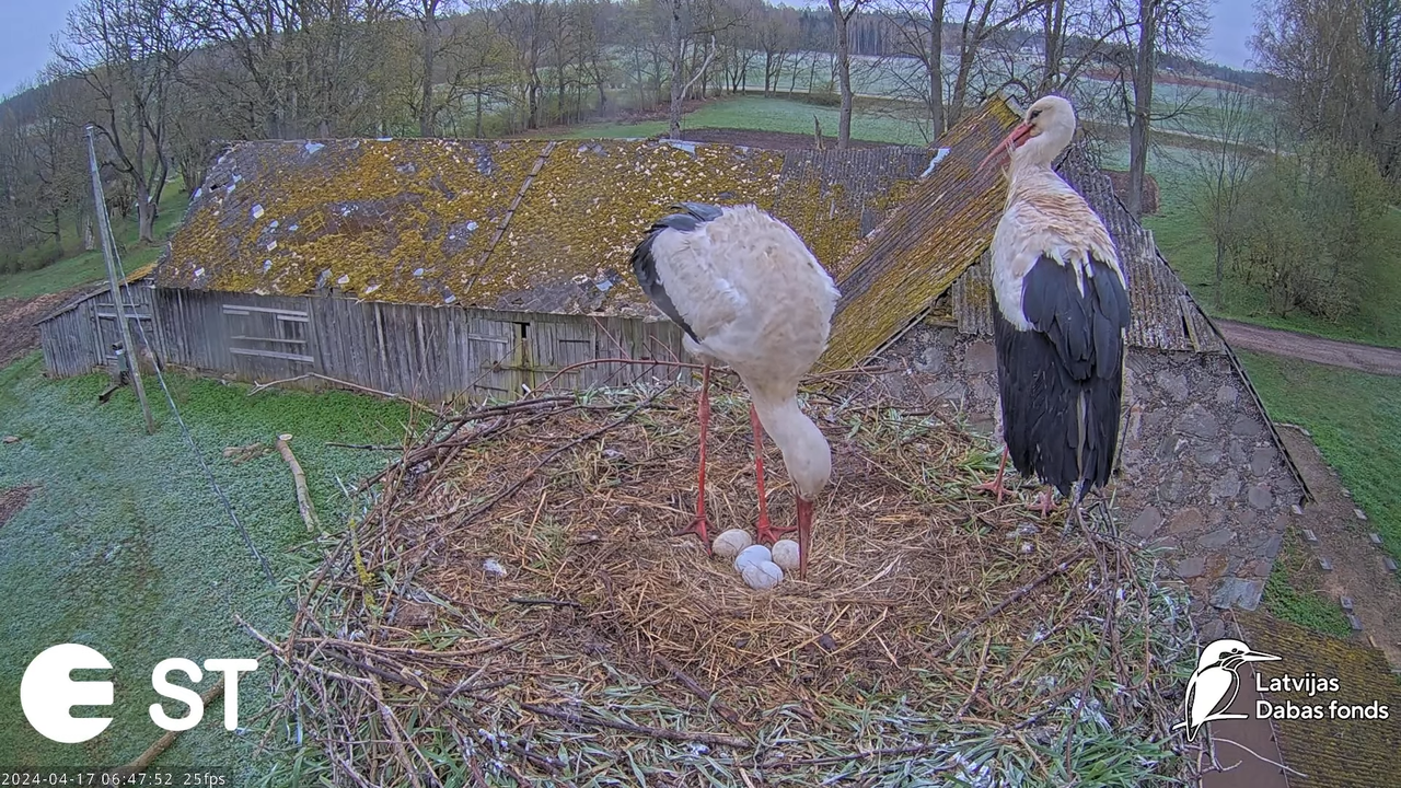 Baltie stārķi (Ciconia ciconia) Tukuma novadā - LDF tiešraide __ White storks in Tukums, Latvia 2-37