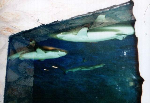 [Obrazek: 9852ba891bd21b52.jpg]