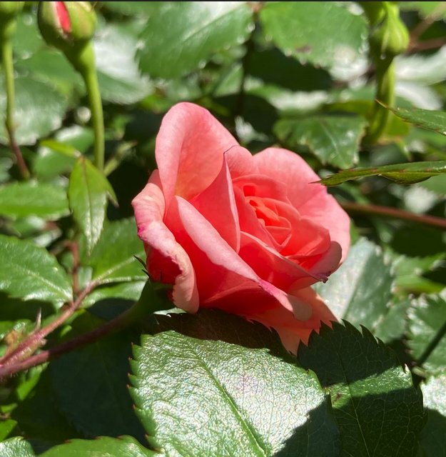 [Image: Rose.jpg]