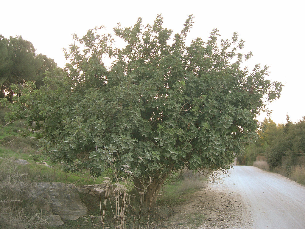 Εικόνα