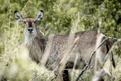 Moremi: la joya de la corona, donde te emocionarás a cada instante. - Botswana y Cataratas Victoria: la esencia de África y maravilla natural (14)