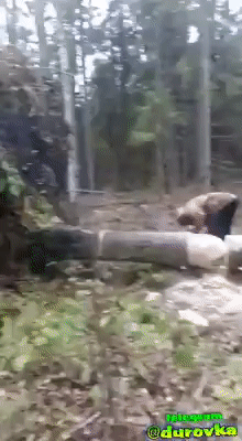 https://i.postimg.cc/wxSJBYJW/6.gif