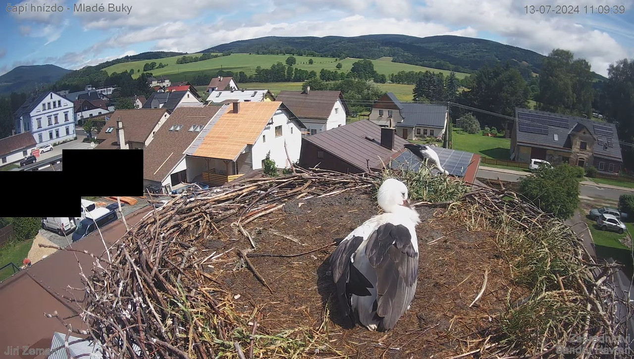 Tiešraides kamera — Mladé Buky — stārķa ligzda 16-11-3 screenshot