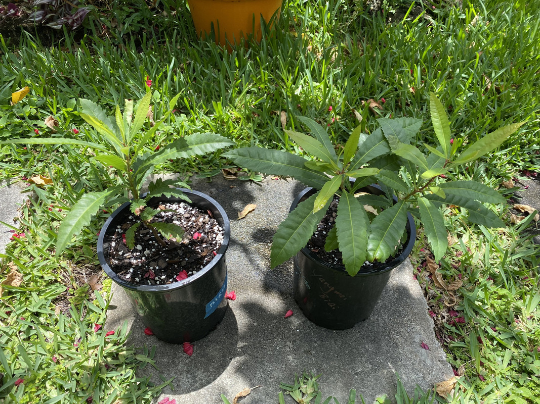 YangmeiNateSeedlings52022