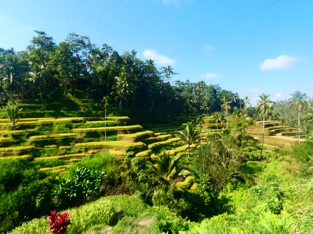 --Día 8 (24 de junio): Templos, Purificación y Cascadas - Indonesia 2023 (Borneo - Bali - Gili) (1)