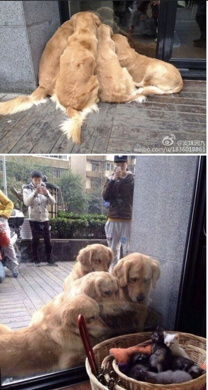 Cat Humor #8