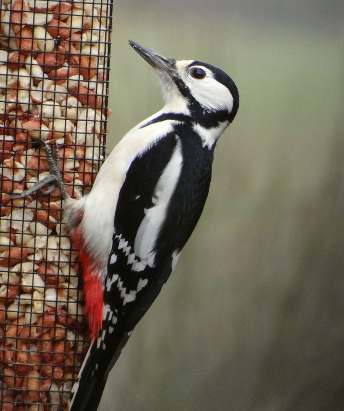 GSWP 10 JUBILEE 1223