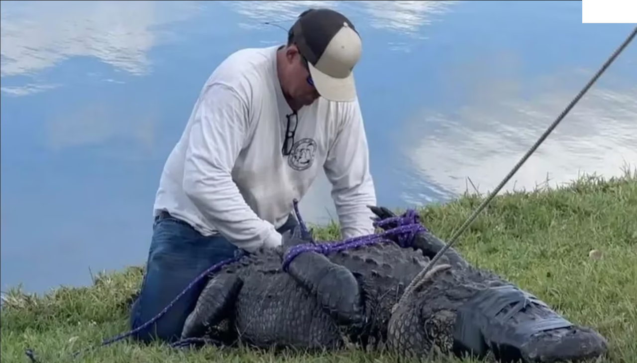 Caimán mata a una mujer de 85 años mientras paseaba a su perro en Florida