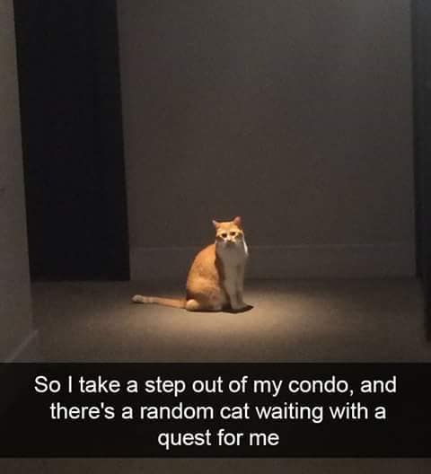 cat-side-quest.jpg