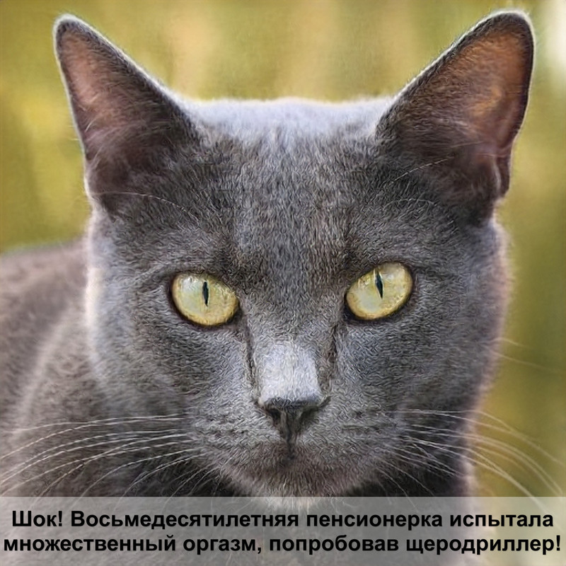 калькулятор кошачьих лет