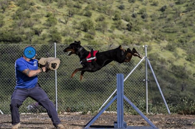 Zeus-training-HD.jpg