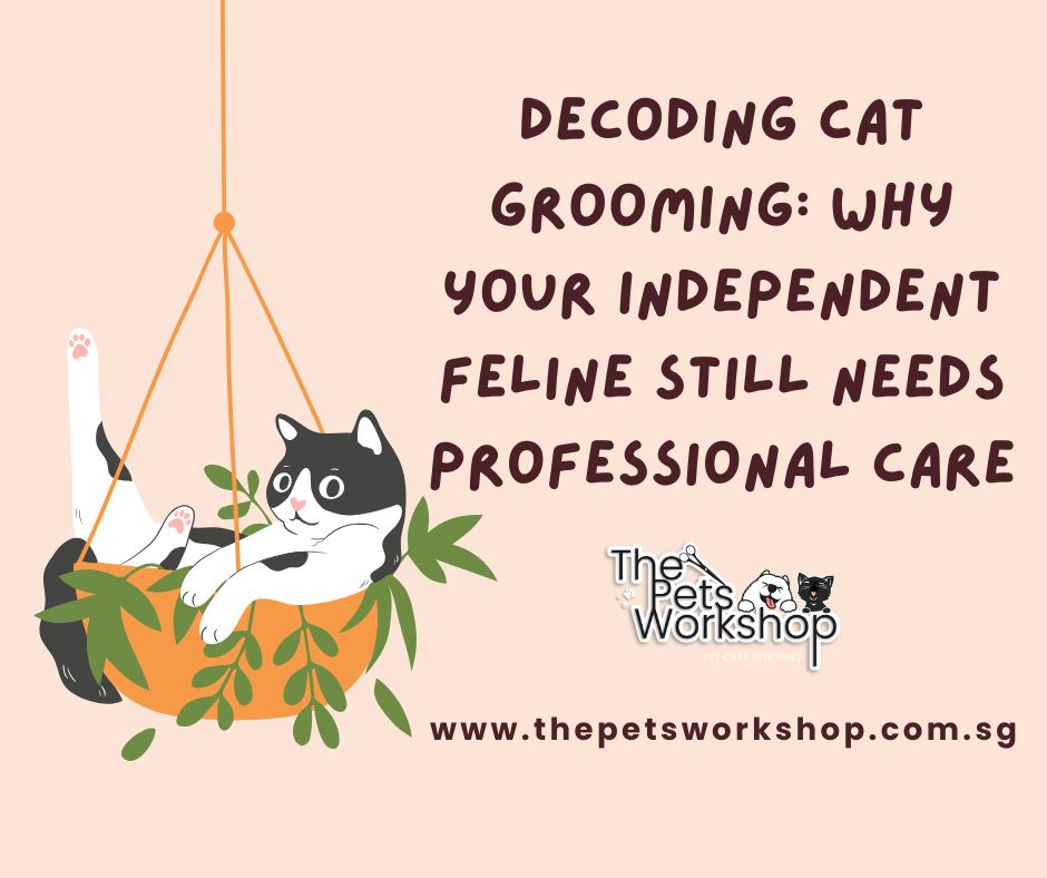 Cat Grooming - Pets Workshop