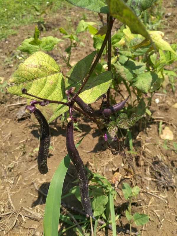 ljubičasta boranija 21 6 19