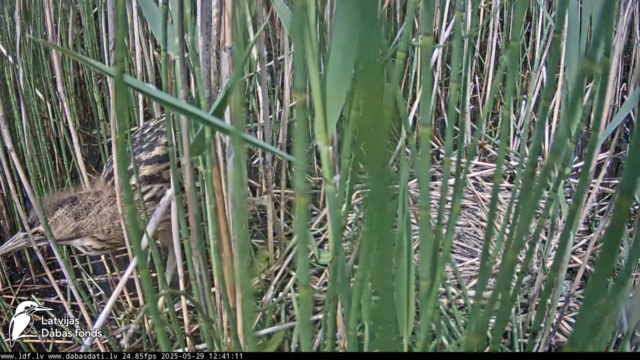 LDF Lielais dumpis (Botaurus stellaris) Zemītes pagastā 12-27-36 screenshot