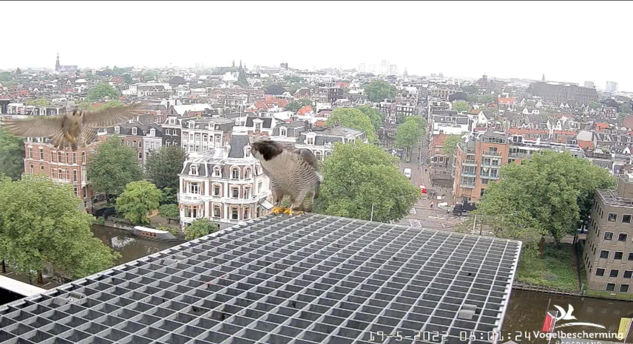 Amsterdam/Rijksmuseum screenshots © Beleef de Lente/Vogelbescherming Nederland - Pagina 3 Video-2022-05-19-081721-Moment
