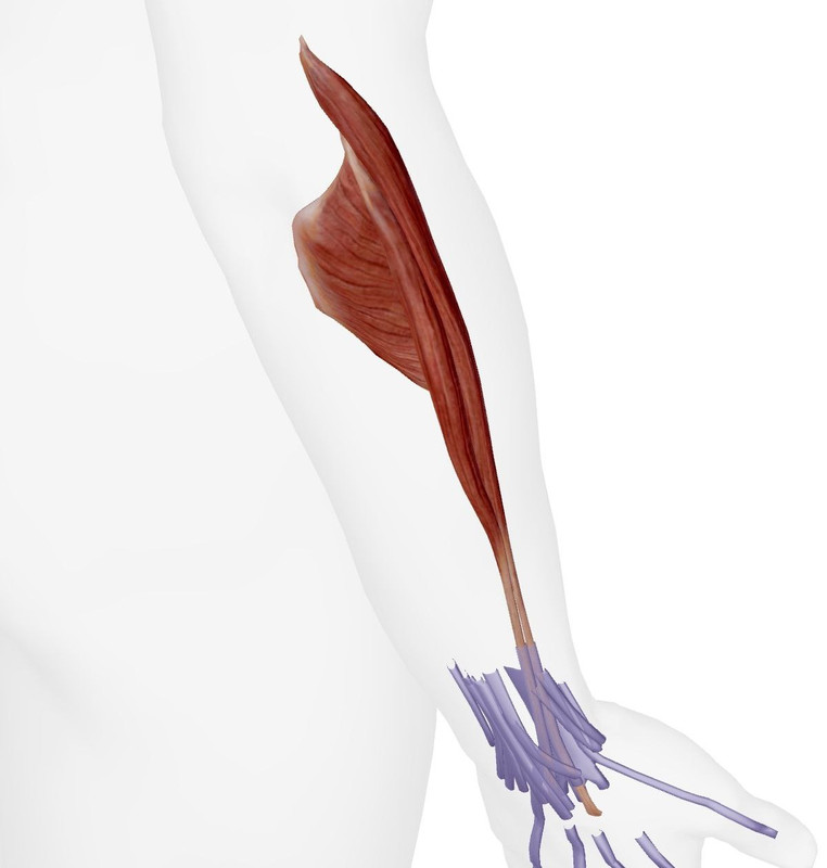 Articulations du Pied