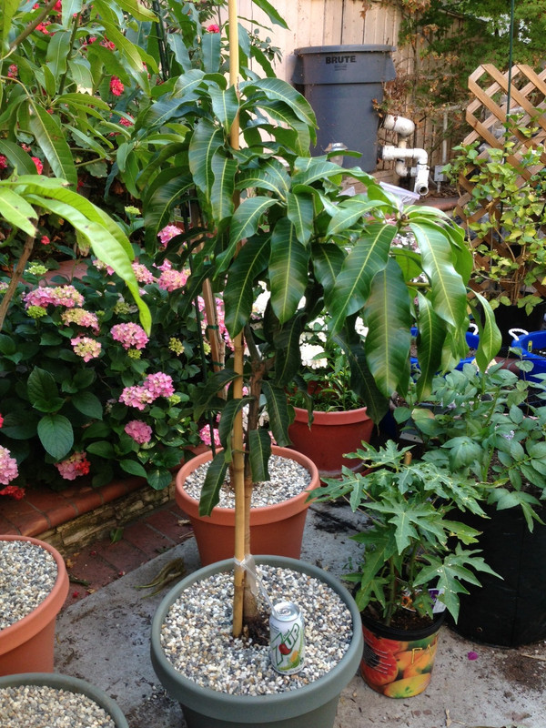 Nam doc mai upon received