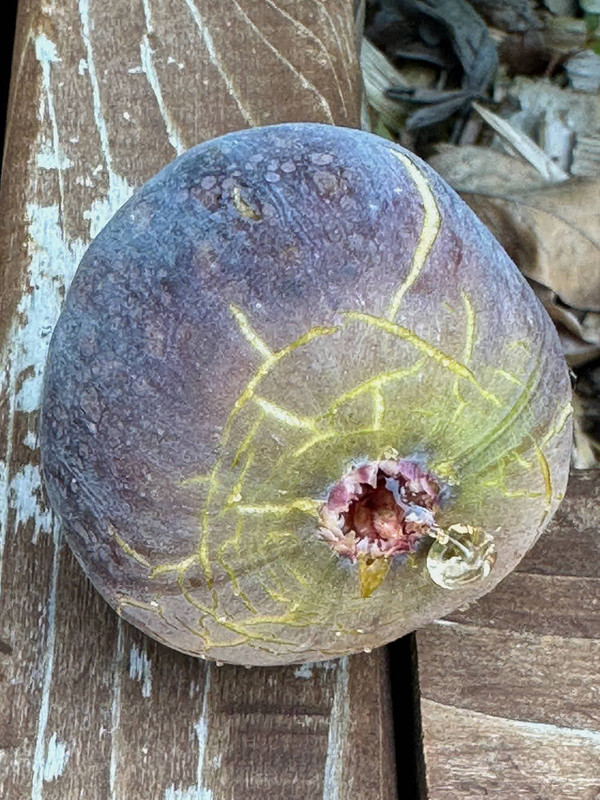 figs-28.jpg