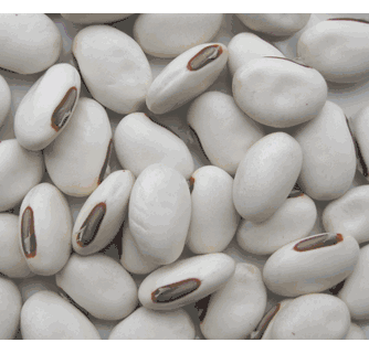 50-canavalia-ensiformis-seeds-horse-bean-seeds-jack-bean-sword-bean-seeds-12