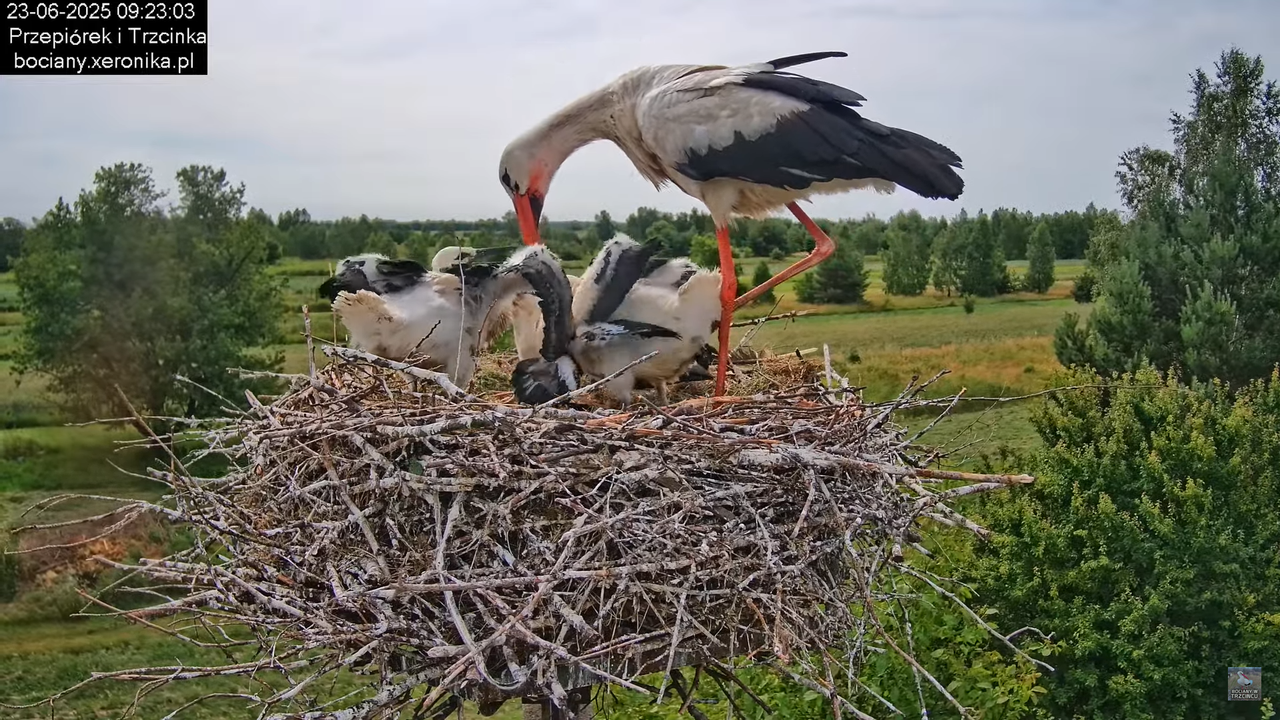23062025bociany21