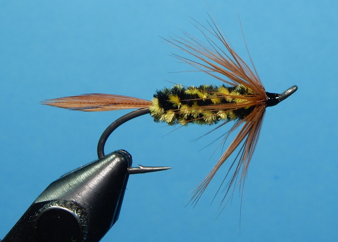 Brindle-Bug-1080.jpg
