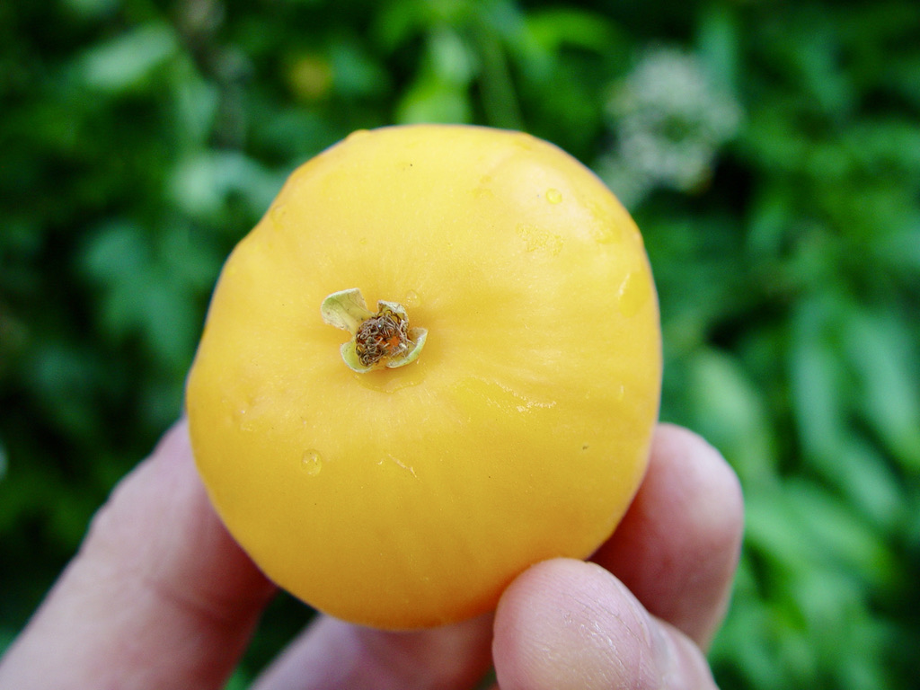 83C51515-64EE-407D-AE51-54E363DDE8FF_1_105_c