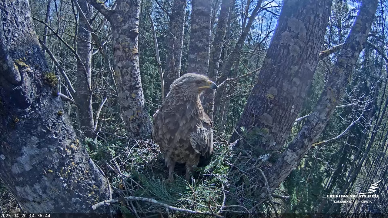 LVM Mazais ērglis Aizkuja, apse 2 - Lesser Spotted Eagle 9-7-45 screenshot