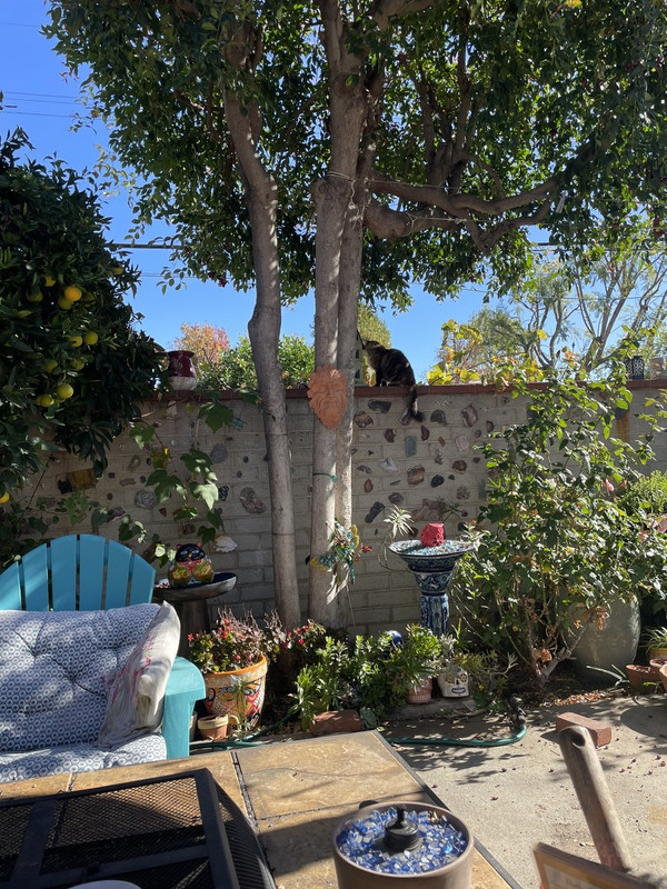 8ABBEE6F-5880-4B01-B42B-1DE7E8ABC26E_1_105_c