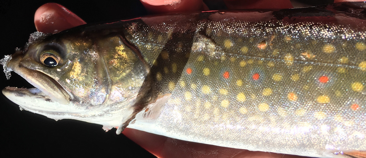 A0B12F08-5805-41DE-A440-826392943B03