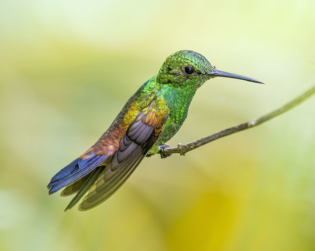 green-hummingbird2.jpg