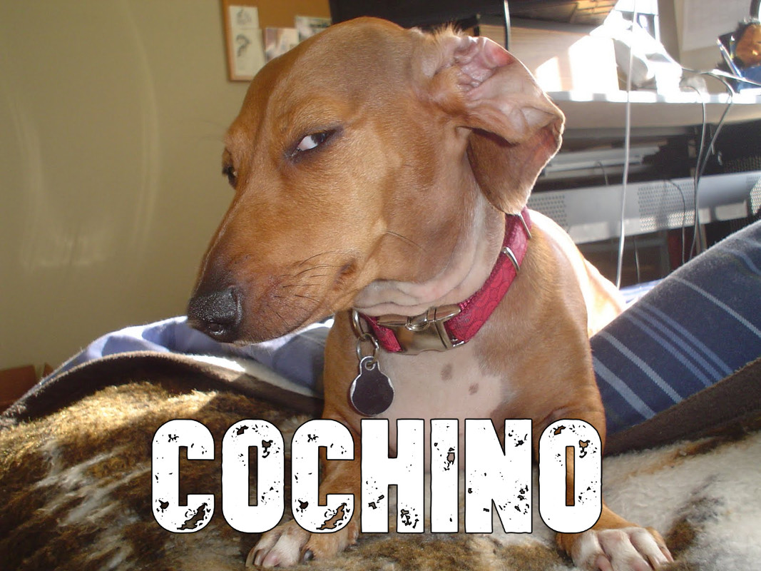 Suspicious-Dog-meme-2