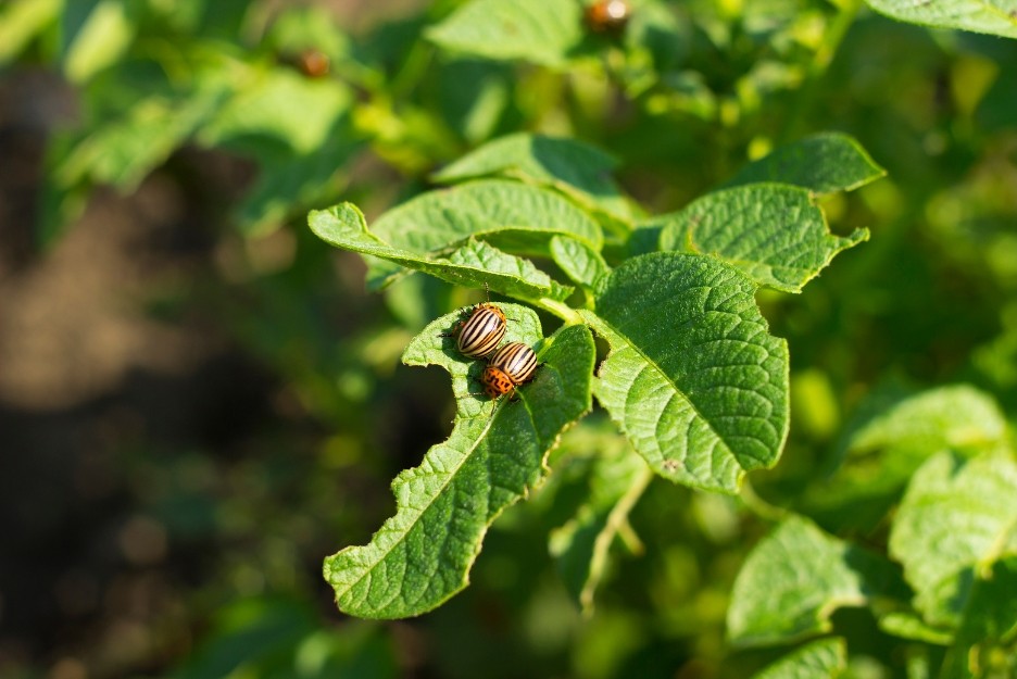 Pest and disease control for chilli plants using neem oil and safe treatments